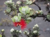 Hawaii Volcano